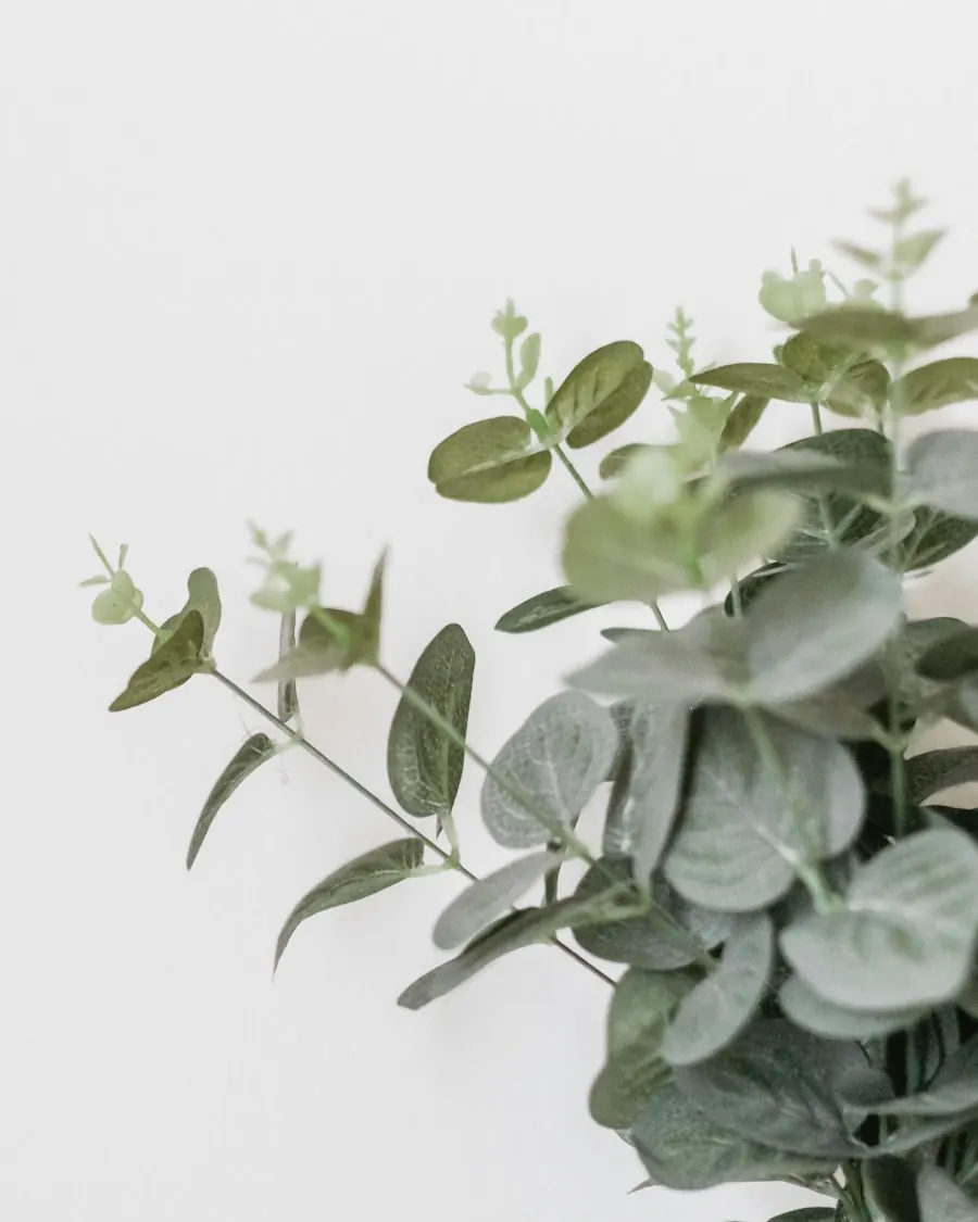 Sprigs of eucalyptus against a white wall